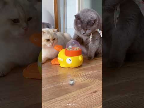 baby cat take care his mother 💗 #shorts