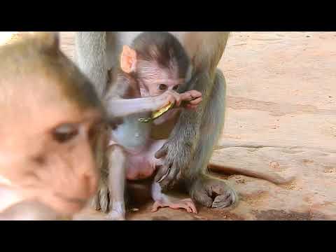 Some of the cutest monkey kids are also the smartest