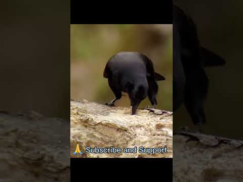 Smart Crow 😀 #dailyviralvideos #shortsfeed #dailyshorts #dailyvlog