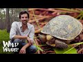 Gopher Tortoise Ecosystem Role