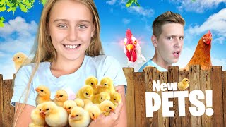We Adopted 4 Baby Chickens and 1 Was a Mistake