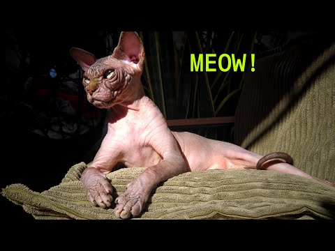 Relaxing Sphynx Cat Video 🐾 MEOW ❣️