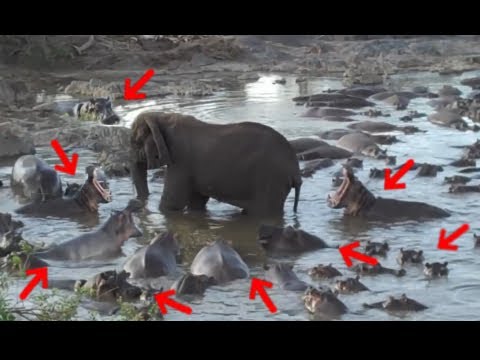 ELEFANTE VS 10 HIPOPÓTAMOS 🐘😮‍💨 | 28 Batallas De Animales Salvajes Grabadas. Cabra vs 2 Rinocerontes