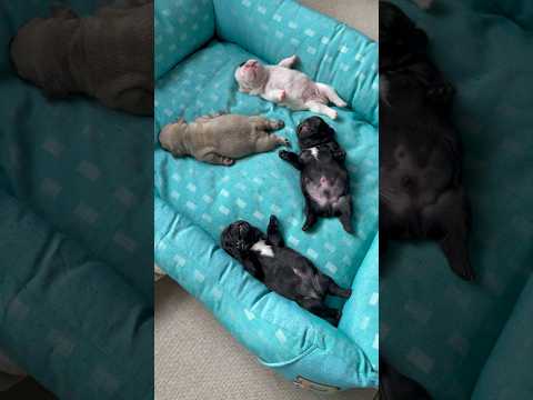 Four reasons to stay in bed all day. #FrenchieQuartet