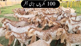 100 Goats Big Offer | 1 August 2025 | Goat Farming | Chakwal Goat Farm |