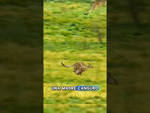 La DIFÍCIL decisión de la madre canguro para SALVAR a su HIJO 🦘