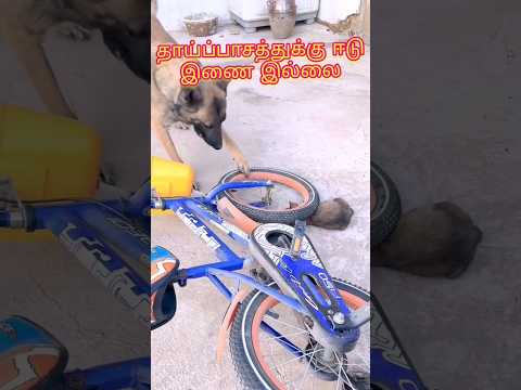அம்மாவின் பாசத்துக்கு முன் எல்லாம் தூசி..