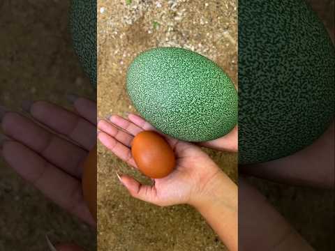 أكبر أنواع بيض الطيور في العالم أحجام وأشكال لا تصدق 😱