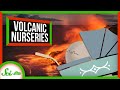 Volcanic Nurseries and Animal Development