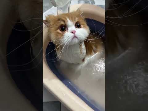This is the cutest kitten I have ever seen. !!!Had to share
