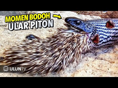 NEKAD MEMANGSA LANDAK, BEGINILAH NASIB SIAL YANG DIALAMI ULAR PITON SETELAHNYA!