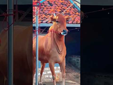 20 July 2024 || Bullrace Bulllover