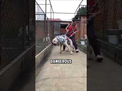 Five dogs in the world whose voices you have probably never heard, l #dog #shorts