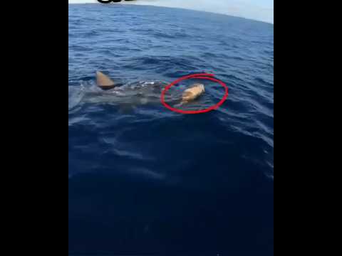 சுறாவிடம் 🙄 மாட்டிக்கொண்ட ஆமை OCEAN WORLD #tamilshorts