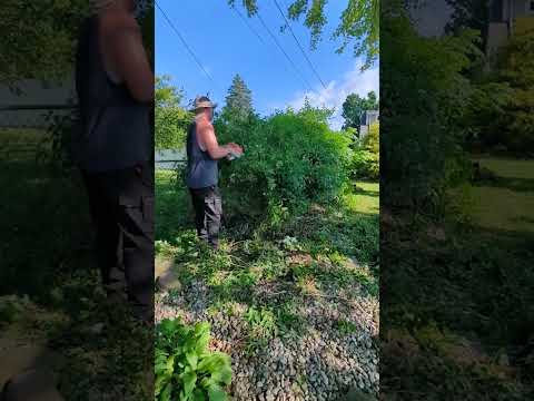 SOMETHING Went WRONG!? 😵 #landscape #trimming #shorts