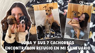 Así Fue Como Luna y Sus Cachorros Encontraron Refugio En Mi Santuario - Lauvet
