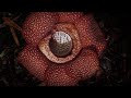 Rafflesia Flower Characteristics and Behavior