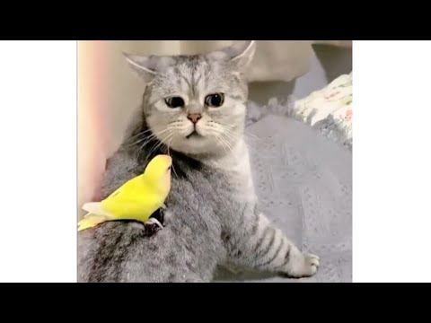 Funniest Animals Videos of the Week - Try Not To Laugh #viral #funny #animals #cat #dog #pets