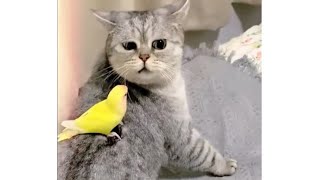 Funniest Animals Videos of the Week - Try Not To Laugh #viral #funny #animals #cat #dog #pets