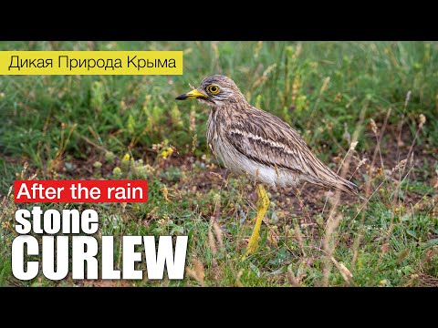 Eurasian stone curlew mating.  After the rain. (Burhinus oedicnemus)