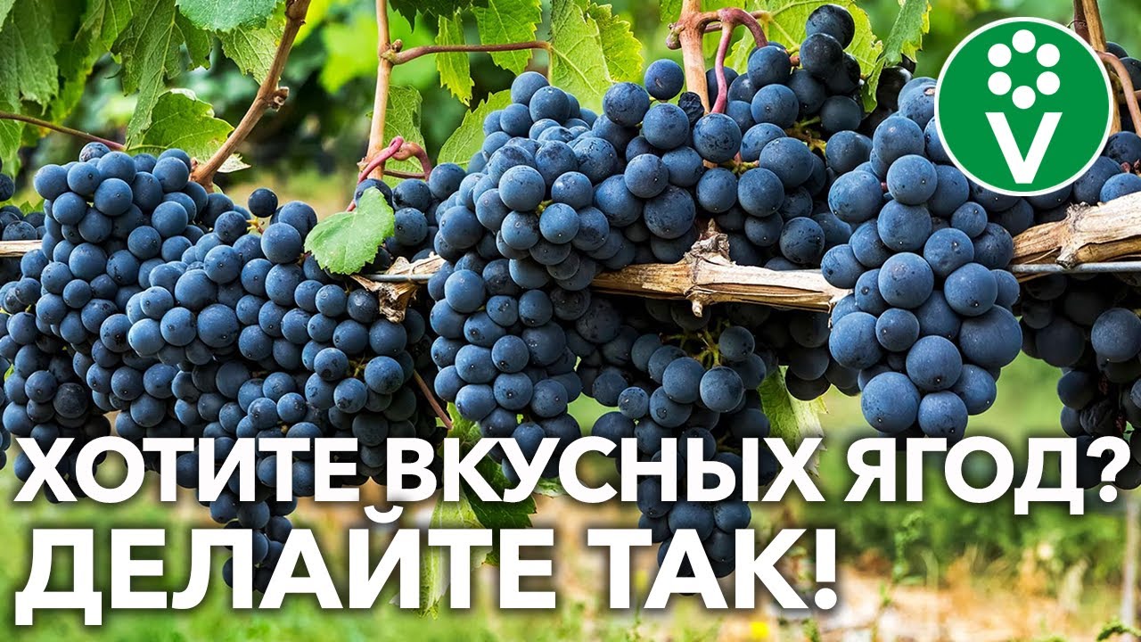 Грозди будут крупнее и быстрее созреют! Зеленые операции на винограде в начале августа