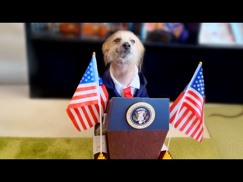 Best Pet Videos of the Decade