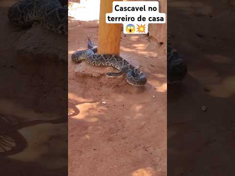 cobra cascavel! no terreiro de casa 🐍 #caçada #cobra #cascavel #cobracascavel #ataque #aventuras