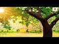 Evergreen Trees and Their Characteristics