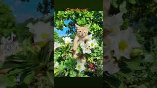 Tierno Gatito Hermoso #estadosunidos #reynosa  #flores #alegria #naturaleza #susluharesymomentos