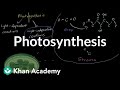 Photosynthesis | Energy and matter in biological systems 