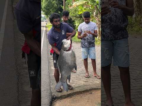 Amazing!! 5Kg Big Catla Fish Egg