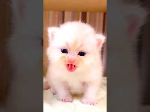 cute cute cute ??