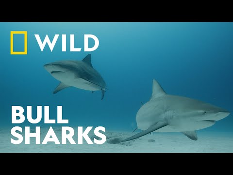 The Unique Biology of Bull Sharks | Investigation Shark Attack | National Geographic WILD UK