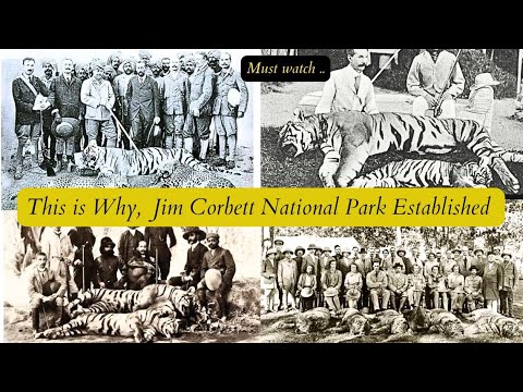 Witness the Reign of the Tigers: Corbett National Park's Iconic Wildlife