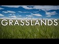 Exploring the Grassland Biome and Its Ecosystems