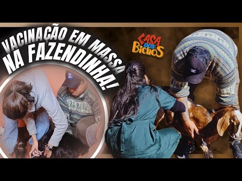 ATENÇÃO! RAIVA É UMA ZOONOSE MORTAL! COMO PROTEGER SEUS ANIMAIS 🐾🚨