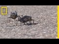 Mormon Crickets and Their Impact