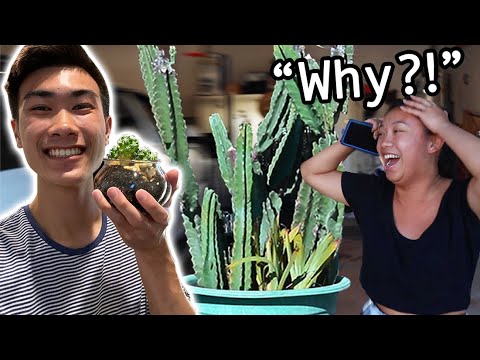 My friend got me a tiny cactus so I got her a GIANT one