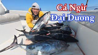 Cận Cảnh Câu Cá Ngừ Đại Dương Y Như Phim Hành Động