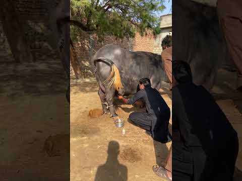 #cow #buffalow #buffalo