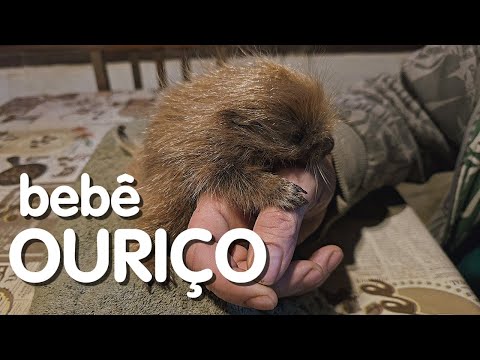 ESPETINHO: um lindo bebê ouriço