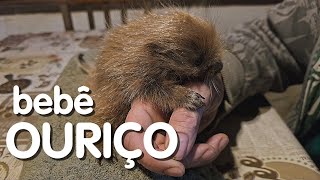 ESPETINHO: um lindo bebê ouriço