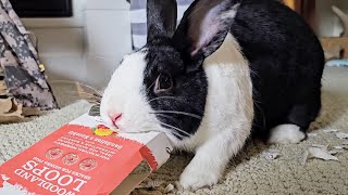 Dramatic rabbit eating a box