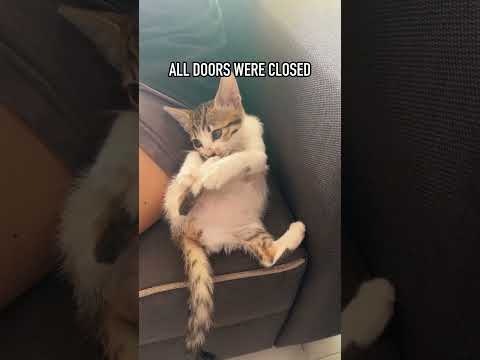 I LOST RUBY THE BABY CAT😱