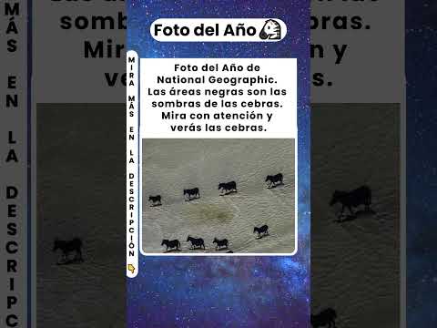¿Por qué las cebras tienen rayas? 🦓