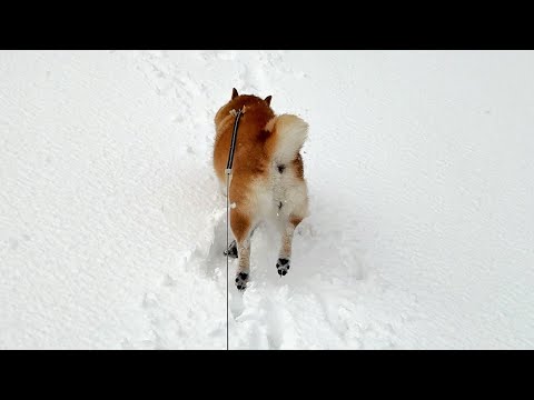 大雪のさんぽに疑問を感じると、付き添いの家族を一瞬で引きはがしフルスピードで帰宅する柴犬