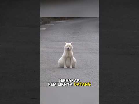 Anjing dengan perut besar yang dibuang pemiliknya🥺❤️