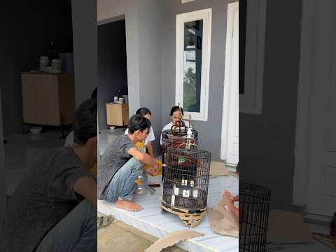 Detik detik burung anis merah kesayangan lepas dari sangkar #ebiwirawan