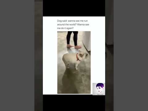 when pets are funny Part 1 #pets #funnyvideo #funnypets #amazingpets