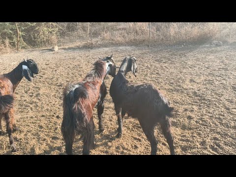 Big Goat Sound Effects